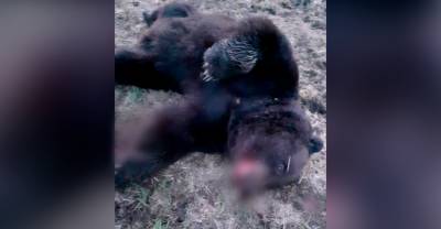 На Сахалине охотники застрелили медведя-убийцу