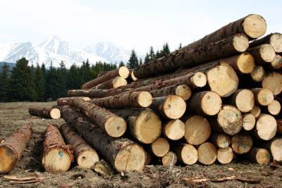 Мишустин одобрил пошлины на вывоз отдельных видов лесоматериалов из России