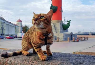Петербургская кошка Харли покорила Instagram