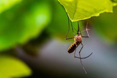 Биолог раскрыл критерий, по которому комары выбирают свою жертву