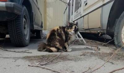 В Тюмени из окна дома по улице 50 лет Октября мужчина выкинул 10 кошек