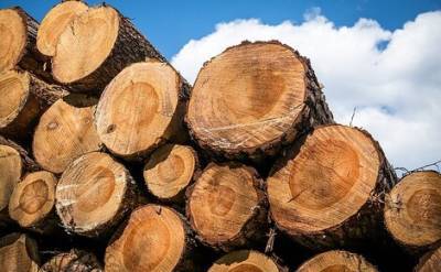 В России с 1-го июля вводится пошлина в 10% на вывоз отдельных видов лесоматериалов