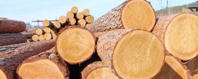 В России вводятся пошлины на экспорт грубо обработанной древесины