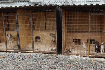 В брянском приюте на Почтовой нашли хозяев для 32 собак
