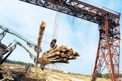 С 1 июля пошлина на экспорт отдельных видов древесины составит 10%