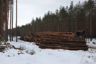 кспорт дерева из России ограничат с 1 июня