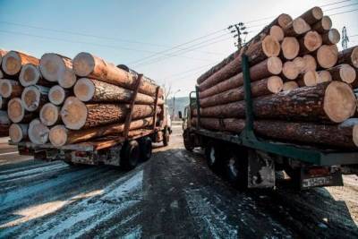 На вывоз необработанной древесины из России вводятся пошлины