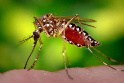 Россиянам рассказали о вкусовых предпочтениях комаров