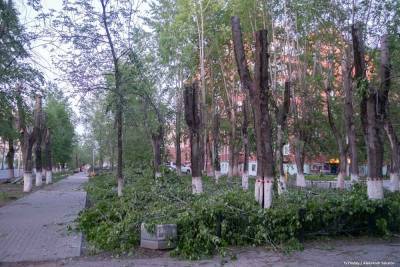 «Белить нельзя запретить»: депутаты-урбанисты предложили запретить побелку деревьев в Томске