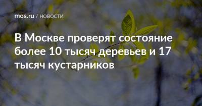 В Москве проверят состояние более 10 тысяч деревьев и 17 тысяч кустарников