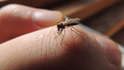 Гастрономические ценности: как комары выбирают своих жертв