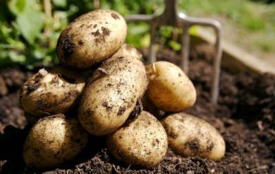 Новые способы посадки картофеля: практичные советы