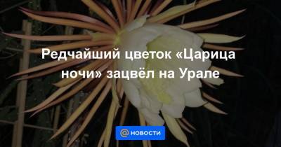 Редчайший цветок «Царица ночи» зацвёл на Урале