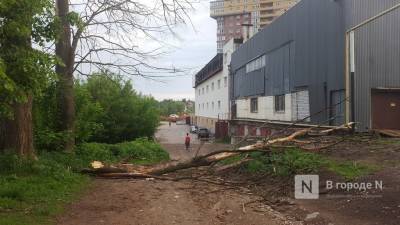 Сильный ветер повалил деревья на дороги в Нижнем Новгороде 20 мая