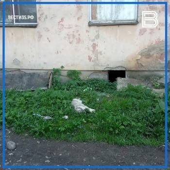 В Вологде живодеры выбросили щенка из окна пятого этажа