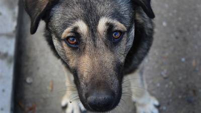 Житель Одесской области убил собаку. Его осудят