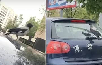 Видеохит: В Гродно ворона решила покататься на щетке авто