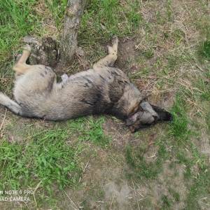 В Запорожской области произошло массовое отравление бездомных собак. Фото