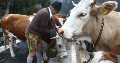 На вакцинацию от COVID-19 в Таиланде заманивают золотом и коровами
