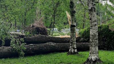 Более 350 деревьев повалил ураган за последние трое суток в Петербурге