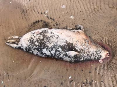 Жители Сестрорецка наткнулись на тело мертвого тюленя на берегу