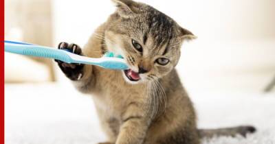 Как и зачем ухаживать за зубами кошки