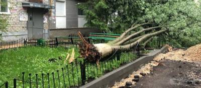 Жители Ровок попросили убрать поваленные во время урагана деревья