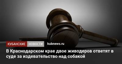 В Краснодарском крае двое живодеров ответят в суде за издевательство над собакой