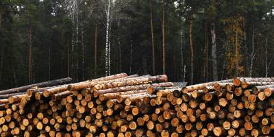 Россия введет ограничения на экспорт древесины