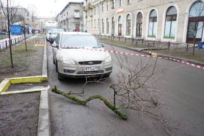 Штормовой ветер уничтожил больше 350 деревьев в Петербурге