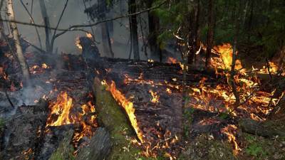 В Приморье сохраняется четвёртый класс пожароопасности в лесах