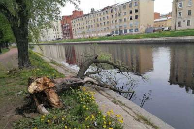 Ураган за несколько дней уничтожил сотни деревьев в Петербурге