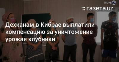 Дехканам в Кибрае выплатили компенсацию за уничтожение клубничного поля - gazeta.uz - Узбекистан - район Кибрайский