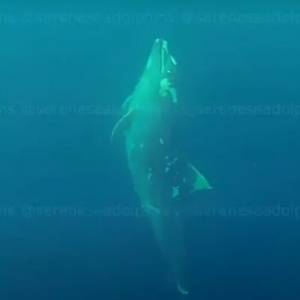 В Крыму на дне Черного моря нашли дельфинов с привязанными к хвостам камнями. Видео