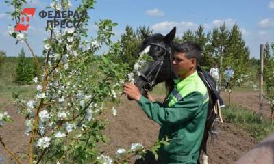 Интенсивное садоводство процветает в Челябинской области