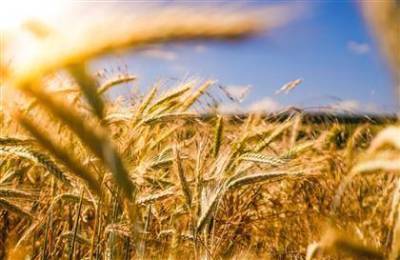 Минсельхоз РФ ждет экспорт 48 млн тонн зерна в этом сельхозгоду, в 2021-2022 допускает 51 млн