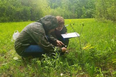 В Тамбовской области провели учёт численности растений, занесённых в Красную книгу
