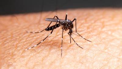 Летят на тепло: как комары выбирают жертву
