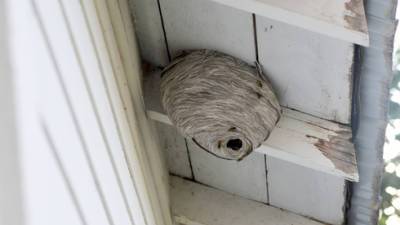 Если в квартире появились осы: что делать и как избавиться от гнезда
