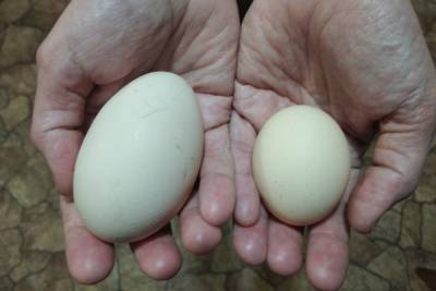 В ЛНР выросло производство яиц
