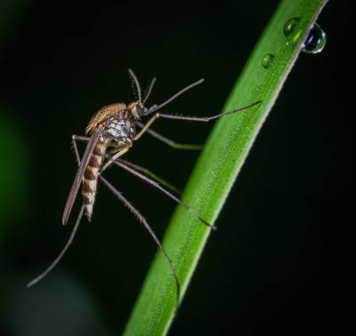Биолог Марьинский рассказал о предпочтениях комаров в поисках "жертвы"