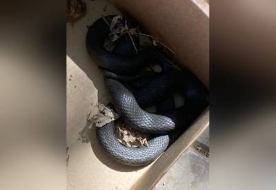 В Башкирии большая змея заползла во двор частного дома