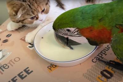 «Личный стилист, массажист»: видео ухаживания попугая за котами растрогало Сеть - vm.ru