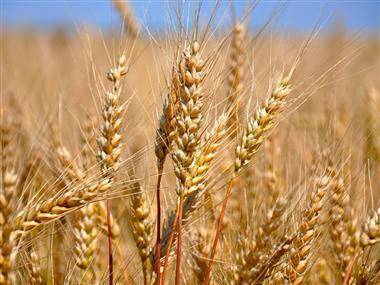 Важным нововведением для зернового рынка РФ станут "плавающие" ставки экспортных пошлин