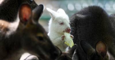 В зоопарке Татарстана родился редчайший кенгуру-альбинос
