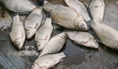 Уголовное дело возбудили после массовой гибели рыбы под Ейском