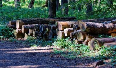 Летом в России вводится пошлина на экспорт некоторых видов древесины