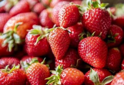 Медик назвал ягоду, предотвращающую раковые заболевания