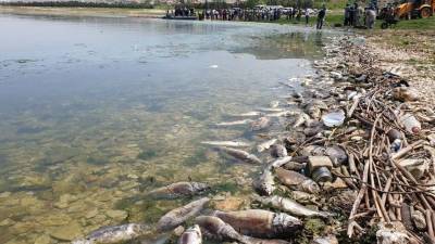 Молочные реки, кисельные берега: пищевые отходы отравили озеро в Нижегородской области