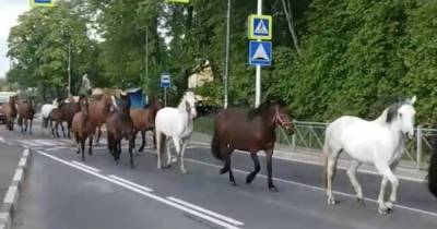 На дорогу в Холмогоровке выбежали два десятка лошадей (видео)